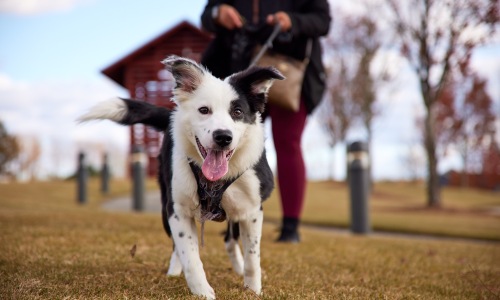 Wendell Falls Cover Image